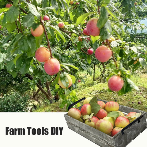 Ripe apples hanging on tree with a wooden tray of picked apples, featuring matte black cabinet hardware handle pulls.