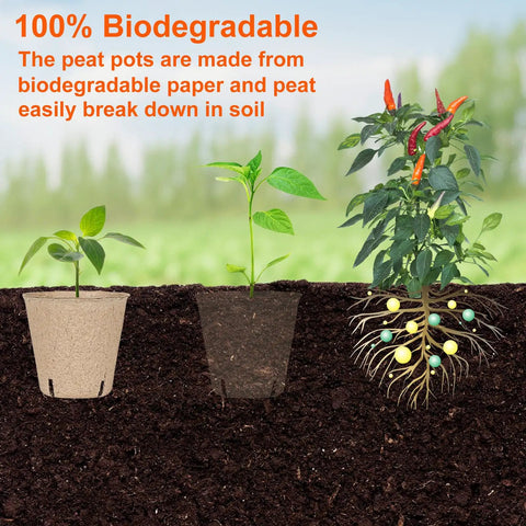 Sixty Pack 3.15 Inch Biodegradable Peat Pots With Drainage Holes For Seedlings showing seedling growth stages