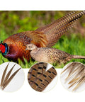 12 Pcs Natural Ringneck Pheasant Tail Feathers 14 To 16 Inch For Crafts Weddings Parties Performances And Home DIY Decor