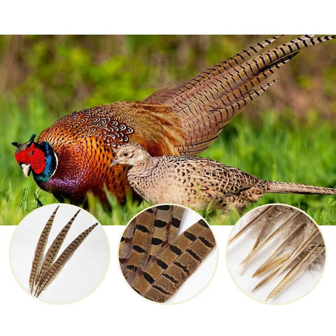 12 Pcs Natural Ringneck Pheasant Tail Feathers 14 To 16 Inch For Crafts Weddings Parties Performances And Home DIY Decor