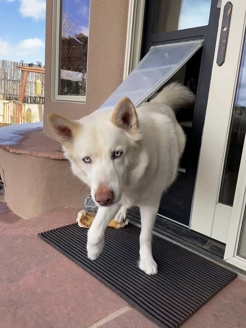 Premium Dual Pane Sliding Door Pet Door With Heavy Duty Insulated Thermo Panel And Oversized Flex Flap, white dog entering through.