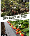 Before and after using Heavy Duty Weed Barrier Fabric 3 Ft By 300 Ft Woven Geotextile 3.2 Oz Permeable Garden Cloth in strawberry beds
