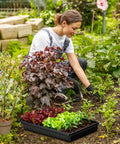 Gardener using Seed Starter Tray Kit For Seedlings With 4.72 Inch Humidity Domes in lush garden, vibrant plants around, tray in foreground.