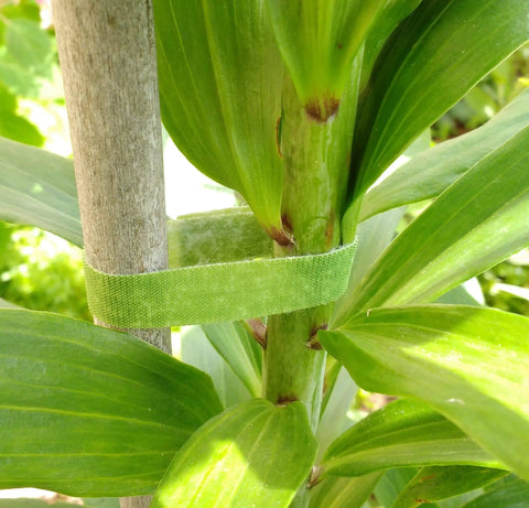 One Wrap Garden Ties For Plants And Staking Reusable Adjustable Plant Supports With Gentle Non Slip Grip securing plant stem