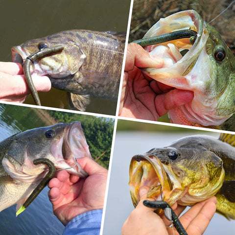 Bass caught with Gradient Wacky Rig Tool With Silicone O Rings 210 Pcs, showcasing effective lure protection and easy install.