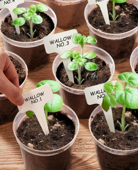 Clear 4 Inch Plant Pots With Drainage Holes, high transparency nursery pots for seedlings with labels in soil, 60 pack