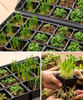 Ten Pack No Drain Holes Seed Starter Trays Made From Durable Reusable Plastic with seedlings and wheatgrass visible