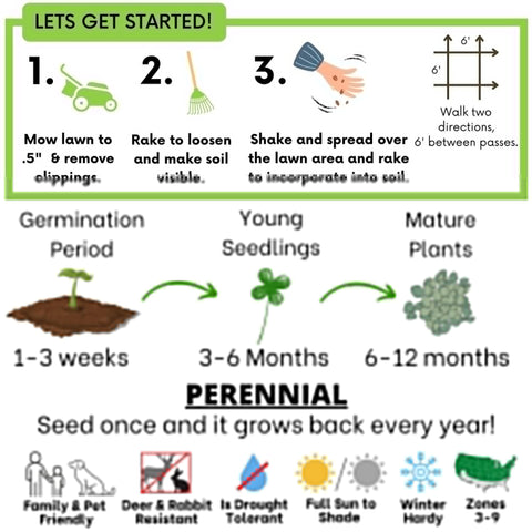 Step-by-step micro clover seed kit instructions for lawn transformation featuring mowing, raking, seed spreading, and plant growth stages.