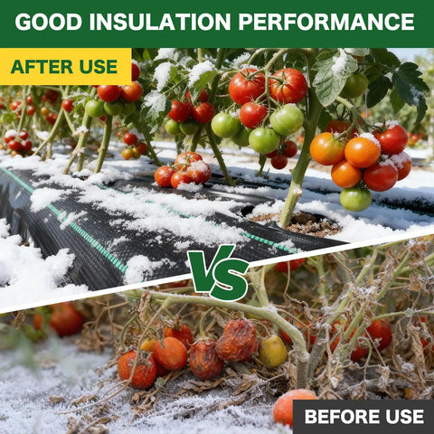 Tomato plants showing before and after effects of heavy duty weed barrier landscape fabric with insulation performance under snow.