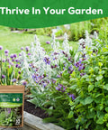 10 Herb Seeds Variety Pack With Over 7000 Heirloom Non GMO Seeds for a quick home garden next to blooming lavender and herbs.