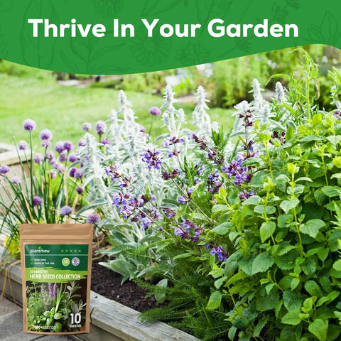 10 Herb Seeds Variety Pack With Over 7000 Heirloom Non GMO Seeds for a quick home garden next to blooming lavender and herbs.