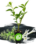 Night Blooming Jasmine Live Plant Cestrum Nocturnum Starter Plant in 3-inch pot with fragrant white flowers and green foliage