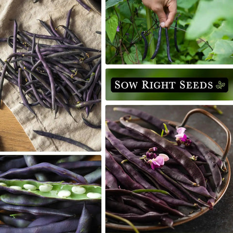 Royal Burgundy Bean Seeds for Planting Non GMO Heirloom Snap Beans, Stringless Dark Purple Pods That Turn Green When Cooked, 18 Inch Bush Beans, Abundant Harvest for Outdoor Gardens