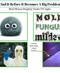 Image highlighting how mold shines under UV light using a Powerful LED Ultraviolet Black Light Flashlight For Detecting Mold.