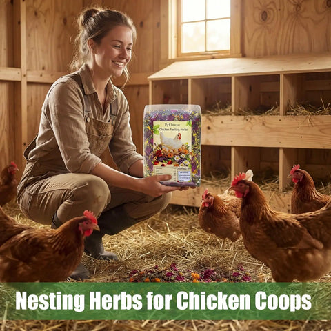 Woman holding Chicken Nesting Herbs 42oz Bulk Bag in coop with hens, showing lavender rose marigold scent attracts hens to nest boxes.