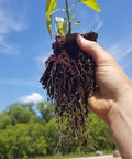 Hand holding plant with roots from 4 Inch Plantable Seed Starter Pots 30 Pack Natural Biodegradable Seedling Pots With Enhanced Aeration