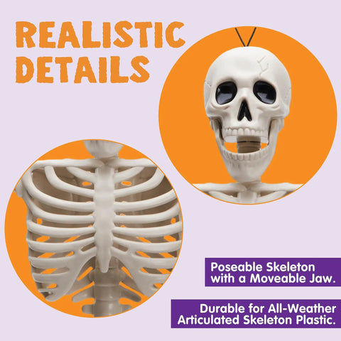 Two Pack 16 Inch Poseable Hanging Skeletons With Movable Joints For Halloween Decor showcasing skull and ribcage details.