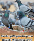 Pigeons wearing colorful readable numbered bird leg bands set for bird nerds and hobbyists 0.3in inner diameter 100 pcs pigeon leg rings.