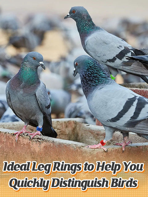 Pigeons wearing colorful readable numbered bird leg bands set for bird nerds and hobbyists 0.3in inner diameter 100 pcs pigeon leg rings.