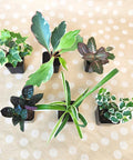 Six Pack Live Indoor Houseplants In Two Inch Pots With A Rotating Variety Of Pothos, Peperomia, Spider Plant, Croton, Ficus, Syngonium, Begonia And More