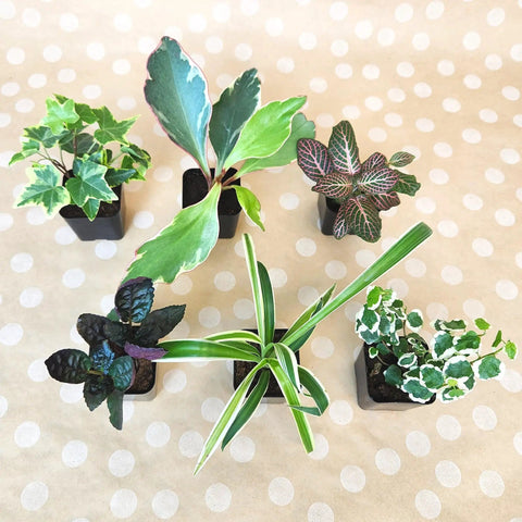 Six Pack Live Indoor Houseplants In Two Inch Pots With A Rotating Variety Of Pothos, Peperomia, Spider Plant, Croton, Ficus, Syngonium, Begonia And More