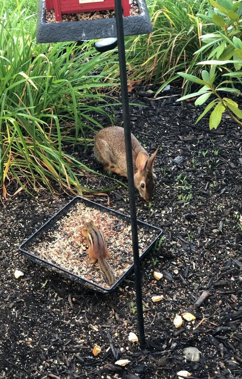 Ground Bird Feeder Tray 8 Inch Square Platform Metal Mesh Seed Holder attracting wild animals in garden setting.