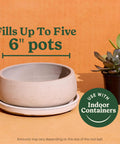 Top Shelf Indoor Potting Mix For Cactus And Succulents Featuring Sweet Roots Development With Rapid Drainage Sand Perlite And Peat Moss Formula Plus Loaded Plant Food For Ace Houseplants In 8 Quart Packs, showcasing a round pot and succulent.