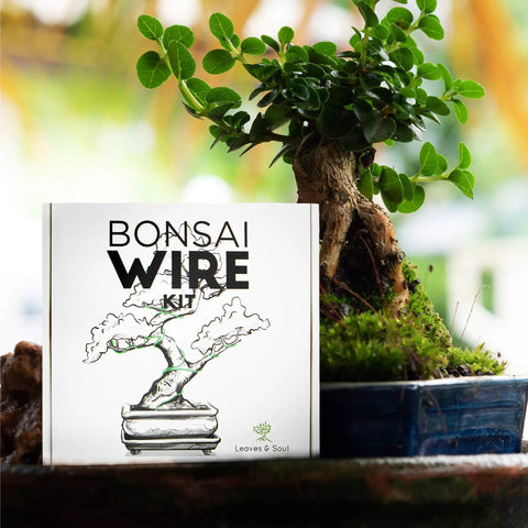 Pro Grade Aluminum Bonsai Wire Kit 160ft With Cutter And Canvas Bag box shown beside a shaped bonsai tree in a ceramic pot.