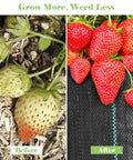 Before and after use of Heavy Duty Landscape Fabric Ground Cover For Gardening Weed Barrier Geotextile Mat with strawberries
