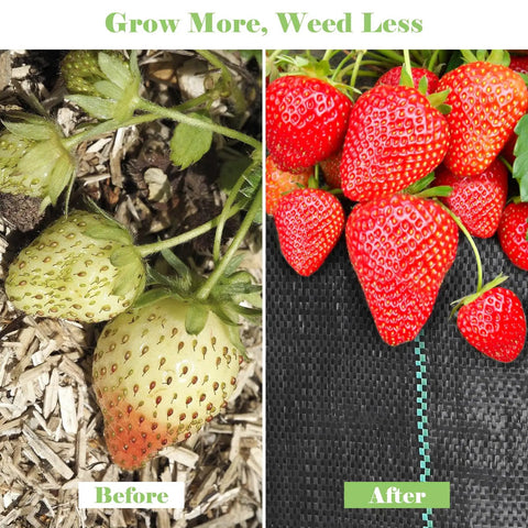 Before and after use of Heavy Duty Landscape Fabric Ground Cover For Gardening Weed Barrier Geotextile Mat with strawberries