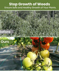 Before and after image showing weed growth compared to tomato plant growth on 2 Pack 3x50 Ft Weed Barrier Landscape Fabric With 3 Oz Woven Geotextile And 30 U Shaped Pegs For Gravel Garden Ground Cover And Weed Block No Fuss Easy Setup Durable Weed Control Cloth.