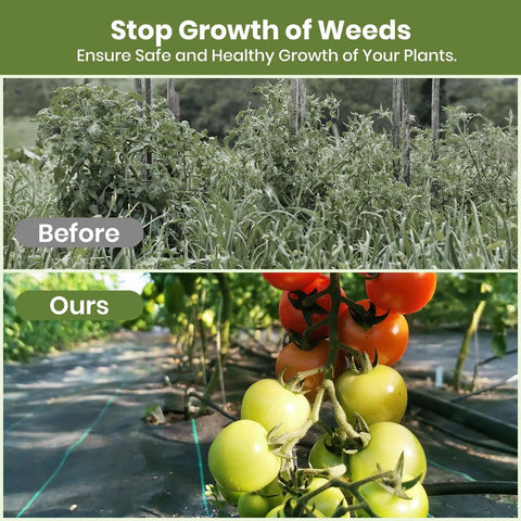 Before and after image showing weed growth compared to tomato plant growth on 2 Pack 3x50 Ft Weed Barrier Landscape Fabric With 3 Oz Woven Geotextile And 30 U Shaped Pegs For Gravel Garden Ground Cover And Weed Block No Fuss Easy Setup Durable Weed Control Cloth.