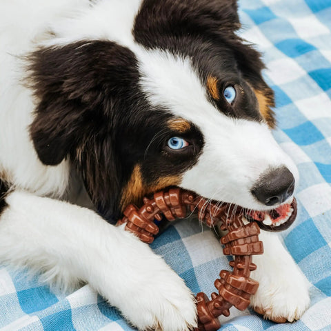 Textured Ring Power Chew Toy For Extra Large Dogs 50 Plus Lbs Durable Ring Shaped Chew Toy Built For Tough Chewers With Raised Surfaces That Clean Teeth And Massage Gums in brown, held by a puppy