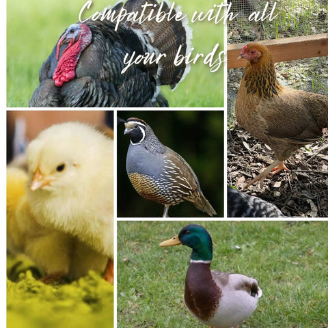 Variety of birds including turkey, chick, quail, hen, and duck showcasing compatibility with Spill Proof Automatic Chicken Waterer Cups 8 Pack