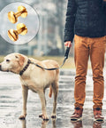 60 Pairs Solid Brass Chicago Screws For Belts And Jeans Including Heavy Duty Hole Punch Kit For Leather Straps And Clothing Repair Built Like A Tank With Corrosion Resistant Gold Finish That Hits Different On Every Project with golden screws and a walking dog in rain.
