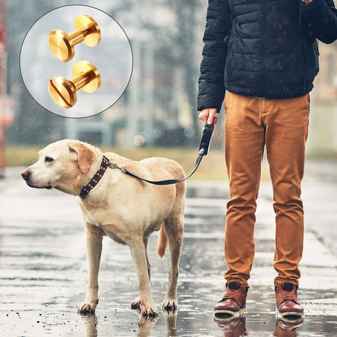 60 Pairs Solid Brass Chicago Screws For Belts And Jeans Including Heavy Duty Hole Punch Kit For Leather Straps And Clothing Repair Built Like A Tank With Corrosion Resistant Gold Finish That Hits Different On Every Project with golden screws and a walking dog in rain.