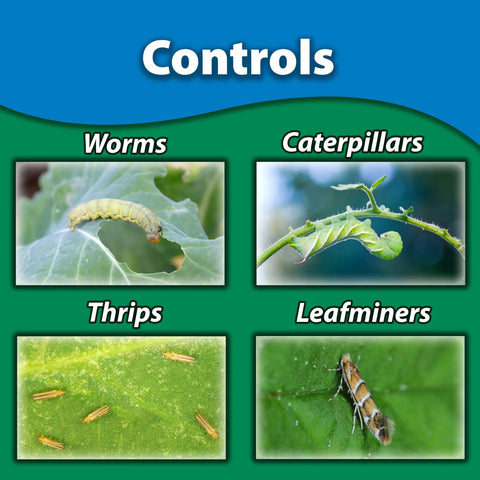 Image showing pests: worms, caterpillars, thrips, and leafminers, controlled by Spinosad Insecticide Concentrate For Lawn Garden And Citrus Trees 8 Oz Outdoor Pest Control Spray That Kills Caterpillars Leafminers Codling Moths Tent Caterpillars Gypsy Moths Fire Ants And More Bundled With Measuring Spoon.