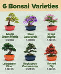 Six Heirloom Bonsai Varieties Kit With Unique Pots DIY Indoor Bonsai Starter Set for Adults and Beginners Totally Giftable