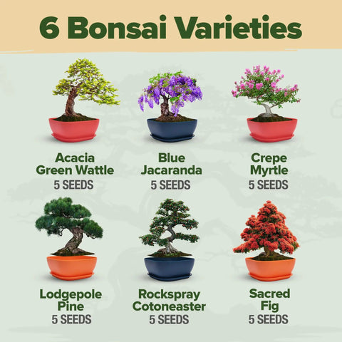 Six Heirloom Bonsai Varieties Kit With Unique Pots DIY Indoor Bonsai Starter Set for Adults and Beginners Totally Giftable