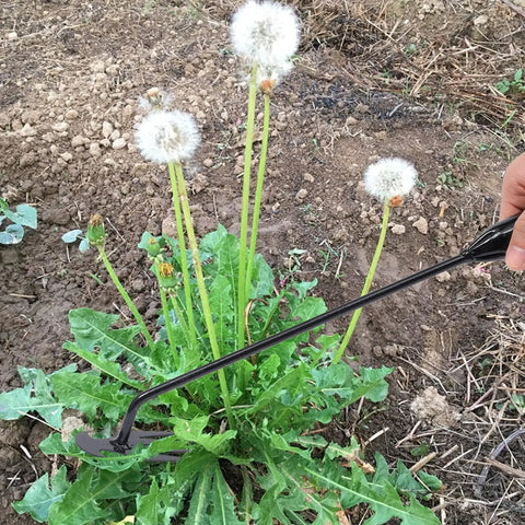 Garden Weed Pulling Tool With Four Teeth Workhorse Weeder For Easy Weeding And Soil Loosening Made From Manganese Steel Ergonomic Hand Tool For Vegetable Gardens Planting Beds Black Finish Two Pack Sixteen Inches used on dandelion in soil