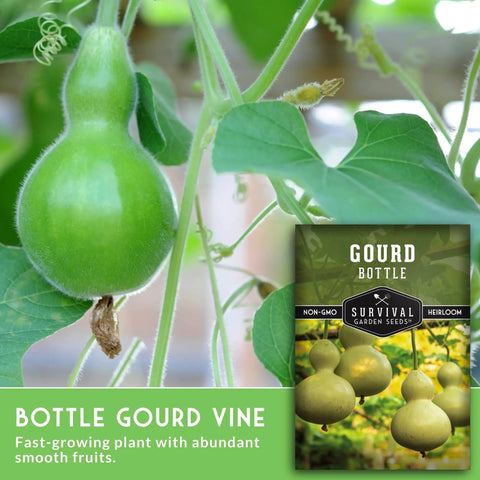 Super Easy Grow Bottle Gourd Seeds Packet With Growing Guide For Home Garden Calabash Birdhouse Gourds Non GMO Heirloom Variety Survival Garden Seeds With Step By Step Planting Instructions And Growing Tips For A Bountiful Harvest