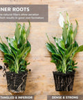 Comparison of two plant root systems showing effect of Coco Coir Organic Top Soil For Indoor And Outdoor Plants From A 4 Brick Pack That Expands To 10 Gallons, Delivers Excellent Aeration, Retains Water, And Suppresses Weeds For Healthier Lawn, Garden Or Potted Plants, with tangled inferior roots on left and dense strong roots on right.