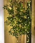 Plug In Fairy Lights 33ft 100 LED Copper Wire String Lights Warm White Cozy Vibes wrapped around indoor plant near glass door