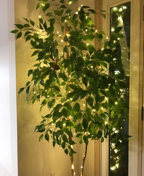 66 Ft 200 LED Fairy Lights With Plug In Switch Warm White Copper Wire String Lights on indoor plant near glass door