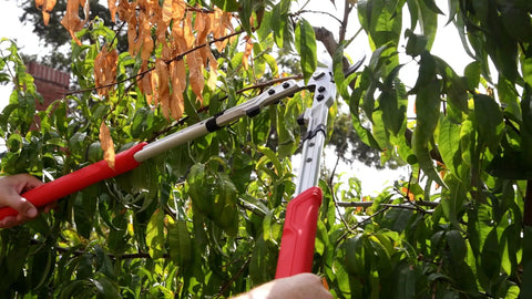 X Series Pro Bypass Lopper With Two And A Quarter Inch Cutting Capacity trimming branches on a tree, red handles visible