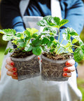 Person holding plants in 3 Gallon Gopher And Mole Proof Wire Baskets 5 Pack Stainless Steel Underground Root Guard Mesh Baskets