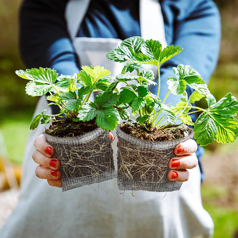 Person holding plants in 3 Gallon Gopher And Mole Proof Wire Baskets 5 Pack Stainless Steel Underground Root Guard Mesh Baskets
