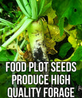 Close-up of daikon radish from Buffalo Blend Seed Mix 50Lb Bulk For Wildlife Food Plots No Till Grow Forage To Attract And Feed Deer