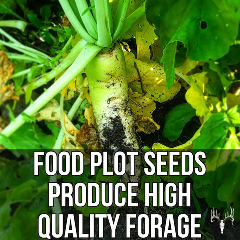 Close-up of daikon radish from Buffalo Blend Seed Mix 50Lb Bulk For Wildlife Food Plots No Till Grow Forage To Attract And Feed Deer