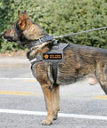 Custom Name Dog Patch 2 Pack Iron On Hook Loop Applique For Harness Vest Collar Accessories on a dog harness during a walk.